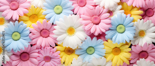 Collection of Colorful Daisy flowers blooming in soft pastel bright colors on a vast natural spring floral wide background