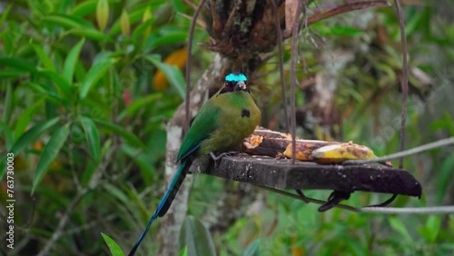 Motmot Momotus aequatorialis, tropical green bird in Salento, Colombia photo