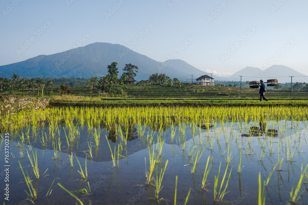 A view of rice fields in Bali