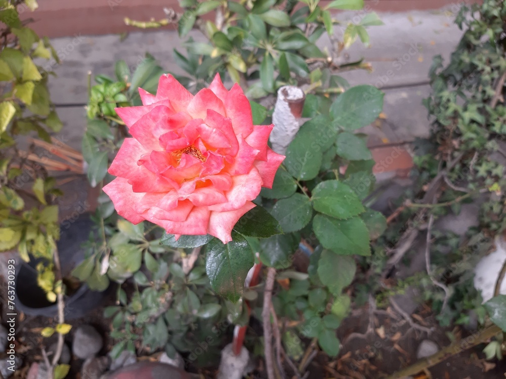 pink roses in a garden pink roses in a garden