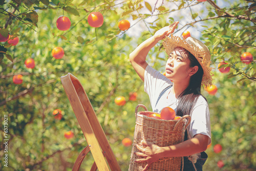 Woman farmer orange, The gardener collecting orange into a basket at sunny orange garden.