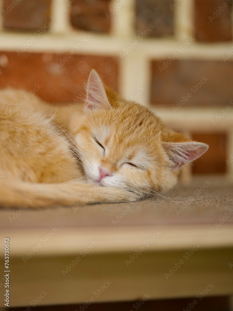 sleeping kitten