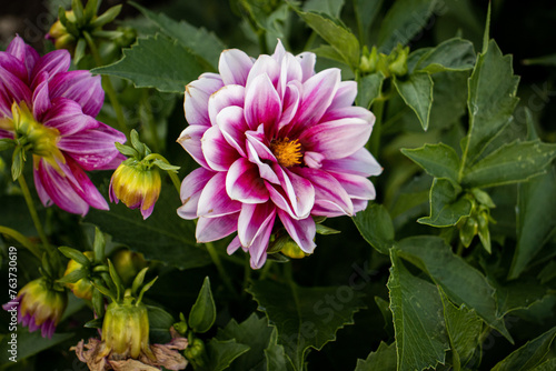 Pink flower