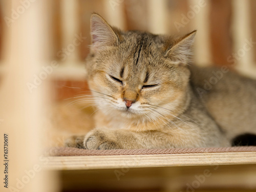 Fototapeta Naklejka Na Ścianę i Meble -  sleeping kitten