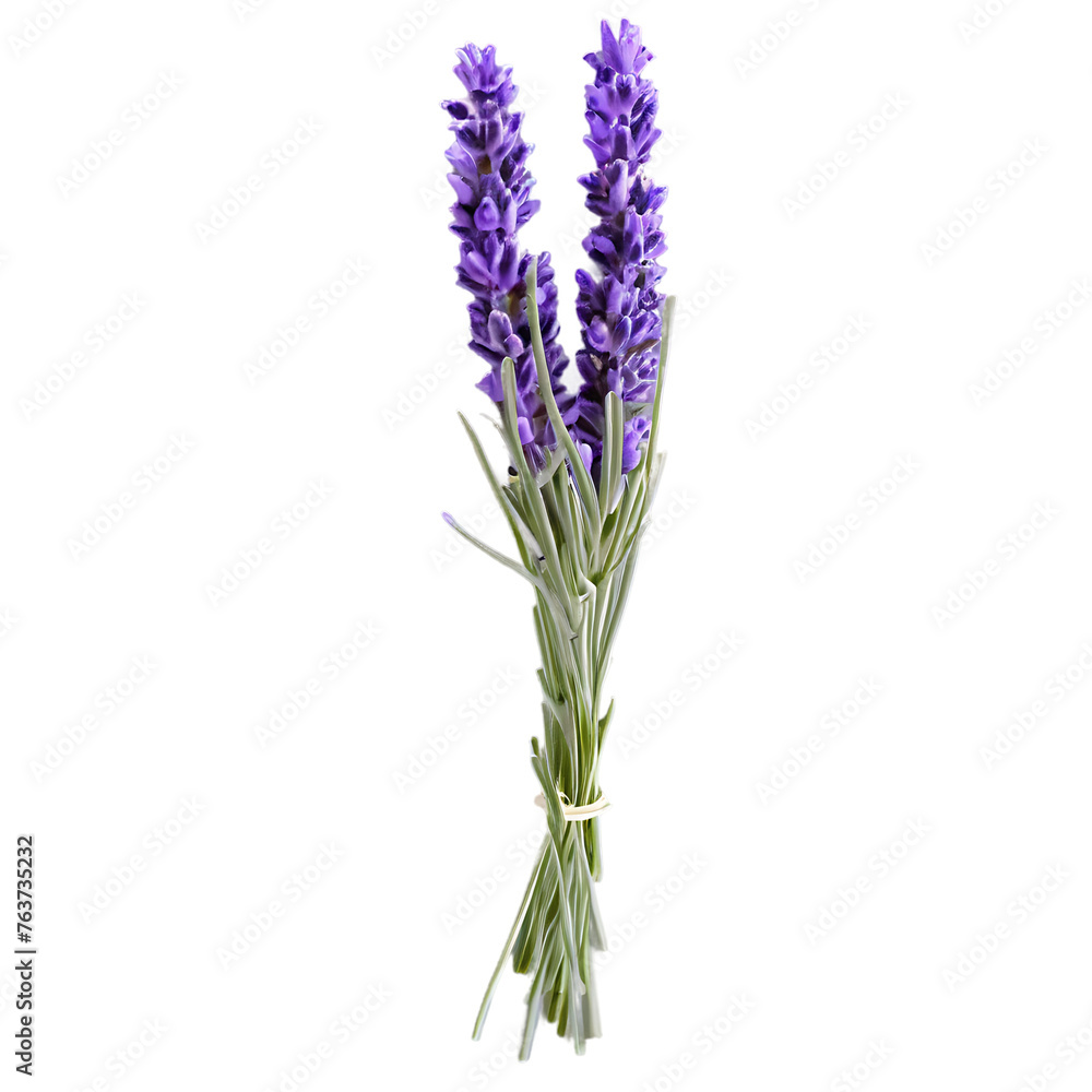 Bunch of lavender flowers, isolated on transparent background Transparent Background Images