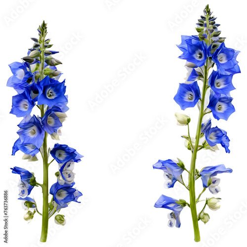 Cluster of delphinium blooms, isolated on transparent background Transparent Background Images 