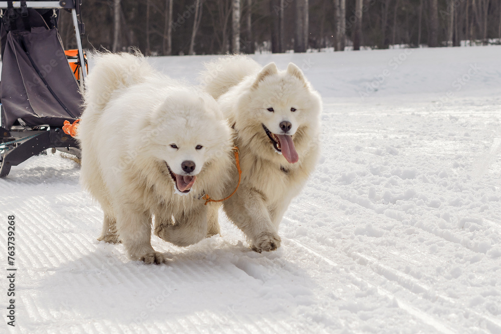 Samoyed huskies run in a sled along a winter road in a sports race.