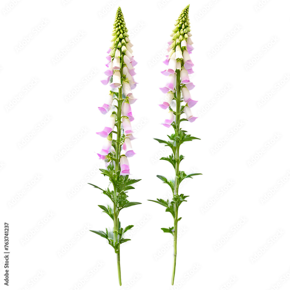 Group of foxglove flowers, isolated on transparent background Transparent Background Images - obrazy, fototapety, plakaty 