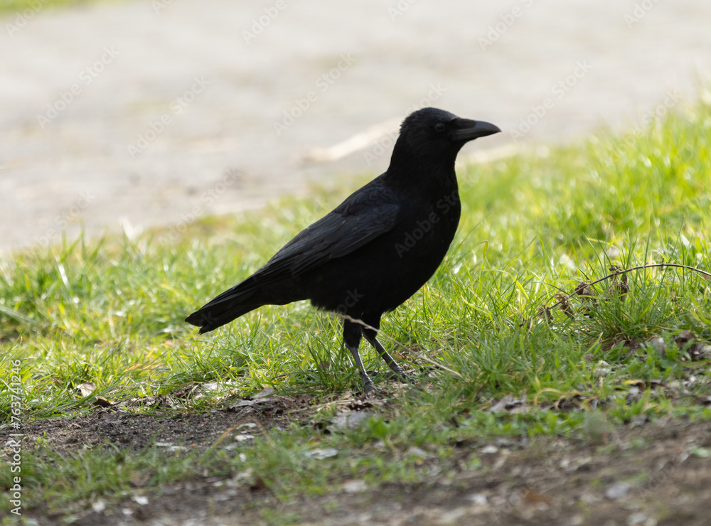 amsel, star, drossel, vogel, frech, natur, wild, raubvogel, raben, weihe, revier, artenschutz, naturschutz, raven, nature, bird, wildlife, native, black, beautiful, cheeky, blackbird, starling, thrush amsel, star, drossel, vogel, frech, natur, wild, raubvogel, raben, weihe, revier, artenschutz, naturschutz, raven, nature, bird, wildlife, native, black, beautiful, cheeky, blackbird, starling, thrush