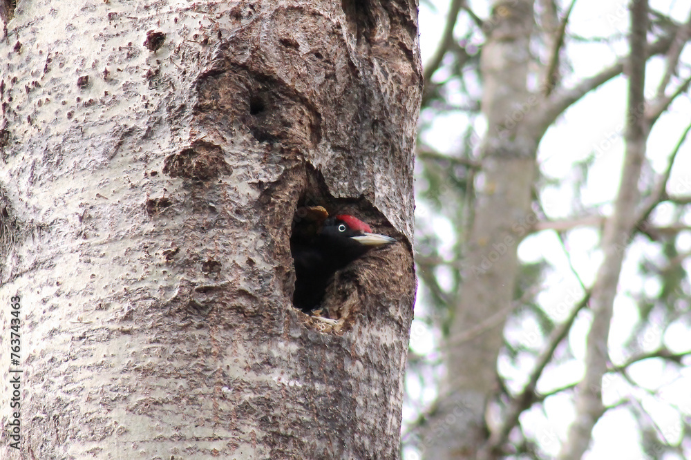 The black woodpecker (Dryocopus martius) adult bird cleaning out nesting hole in aspen tree, natural habitat forest, green background, Springtime. The black woodpecker (Dryocopus martius) adult bird cleaning out nesting hole in aspen tree, natural habitat forest, green background, Springtime.
