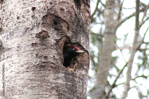 The black woodpecker (Dryocopus martius) adult bird cleaning out nesting hole in aspen tree, natural habitat forest, green background, Springtime.