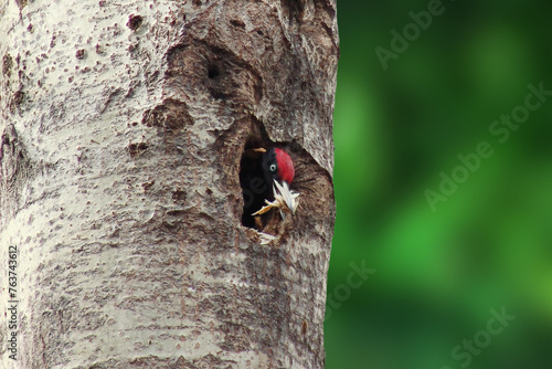 The black woodpecker (Dryocopus martius) adult bird cleaning out nesting hole in aspen tree, natural habitat forest, green background, Springtime.
