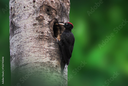 The black woodpecker (Dryocopus martius) adult bird cleaning out nesting hole in aspen tree, natural habitat forest, green background, Springtime. photo