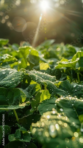 With glistening morning dewdrops adorning lush green leaves, the sunrise illuminates the garden, casting a warm glow.