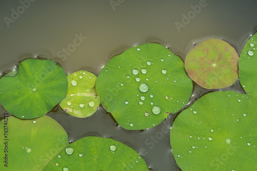 Lotus leaf in water with water rolling in the leaves