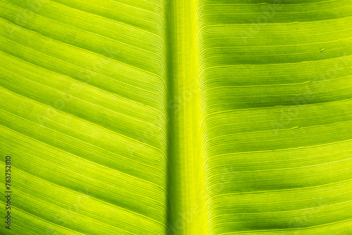 Texture, banana leaf, yellow green, close-up shot