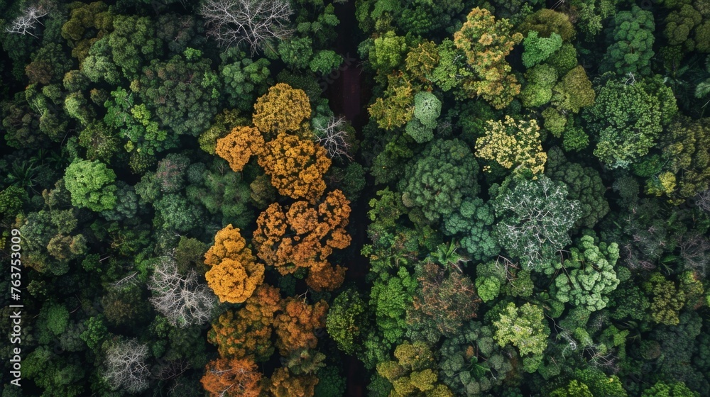Naklejka premium A dense forest with wilted and brown foliage before the atmospheric river compared to the same forest after the rains now teeming with life and vibrant shades of green.