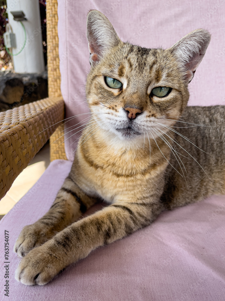 Portrait of a domestic tabby cat resting on a chair