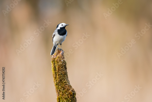Bird standing on a stick
