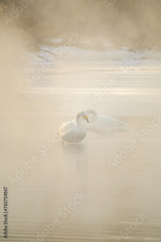濃い朝靄の湖の白鳥。北海道の屈斜路湖。