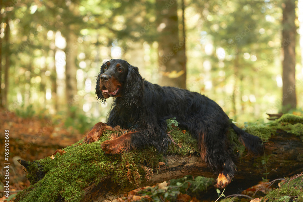 An alert Gordon Setter dog rests atop a fallen, mossy log in a dense, sunlit forest, embodying woodland vigilance