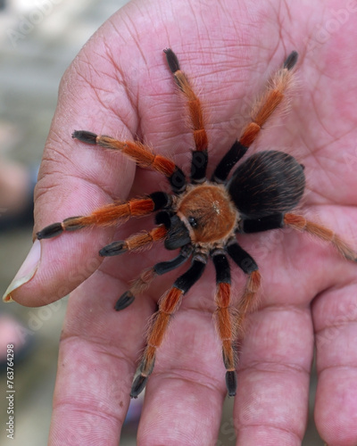 A large spider identified as Brachypelma hamorii, on the palm of a human hand. This species is generally called the Mexican Redknee Tarantula.