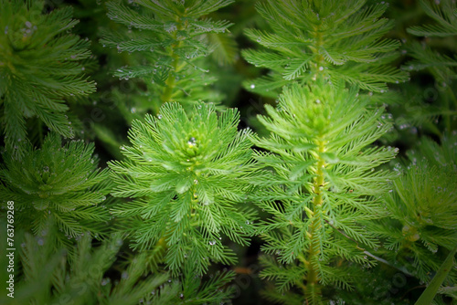 A bunch of Myriophyllum aquaticum, a flowering plant, a vascular dicot, commonly called parrot feather watermilfoil or simply parrot feather. photo