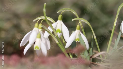 Flowering snowdrop (Galanthus nivalis) plants in garden