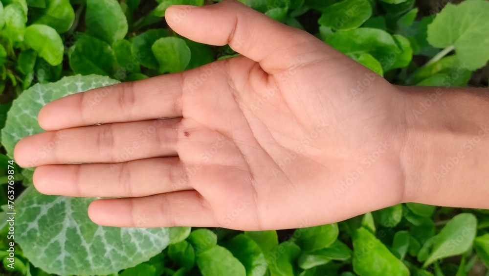 a blank hand over a plant background for agriculture product placement mockup concept a blank hand over a plant background for agriculture product placement mockup concept