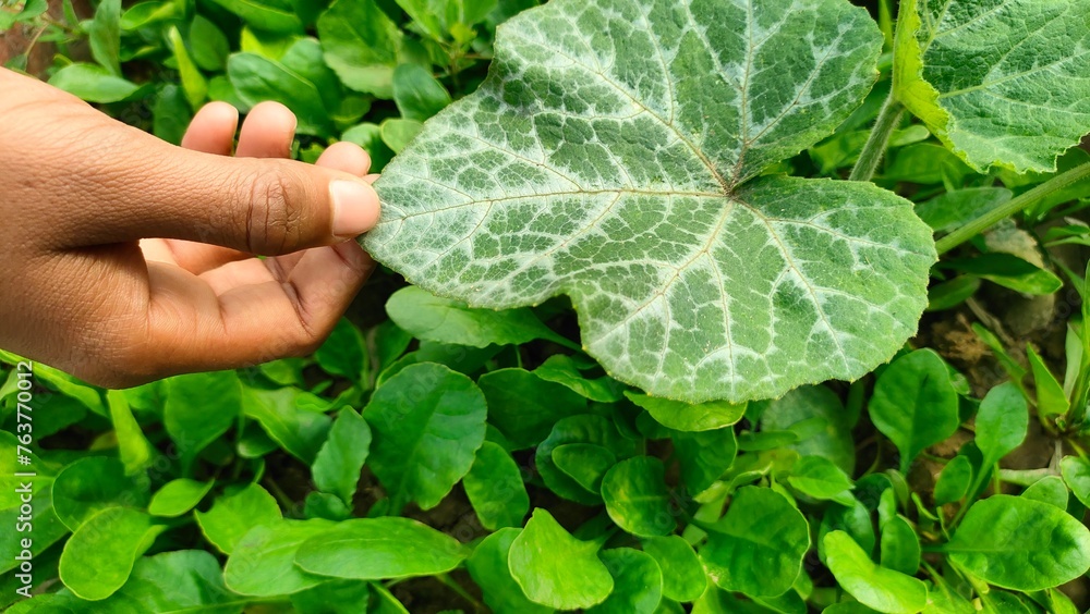 hand checking the back of a leaf, checking insects on plants's leaf hand checking the back of a leaf, checking insects on plants's leaf
