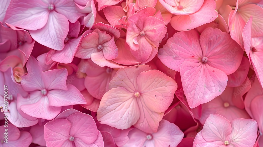 pink flower texture of hydrangea pink flower texture of hydrangea