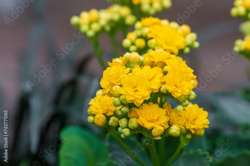 Yellow canola flower. rapeseed, yuchae, Brassica napus