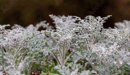 Silver RagWort, a perennial plant belonging to the Asteraceae family. Dusty Miller, Jacobaea maritima, senecio cineraria photo