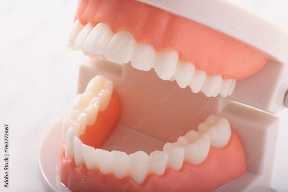 Fototapeta premium 歯の模型