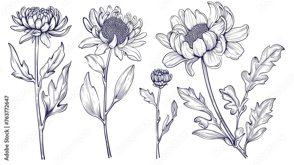 Set of hand drawn black outline flowers chrysanthemum on stem and leaves isolated on white Set of hand drawn black outline flowers chrysanthemum on stem and leaves isolated on white