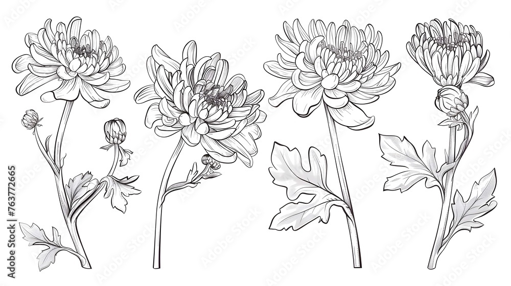 Set of hand drawn black outline flowers chrysanthemum on stem and leaves isolated on white Set of hand drawn black outline flowers chrysanthemum on stem and leaves isolated on white