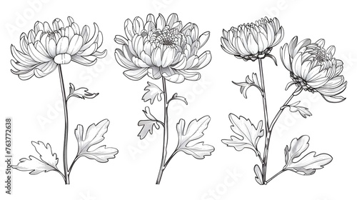 Set of hand drawn black outline flowers chrysanthemum on stem and leaves isolated on white
