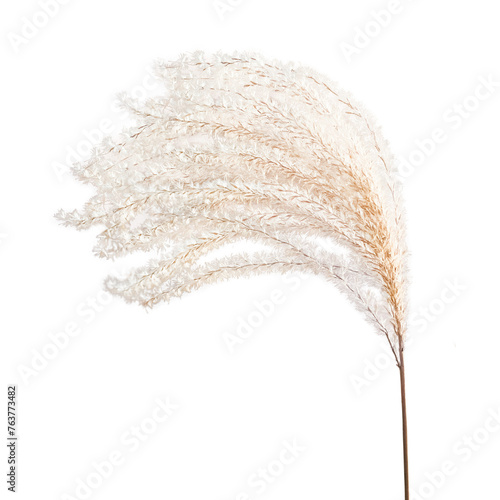 A Single Stem of Pampas Grass With a Large, Feathery Plume at The Top photo