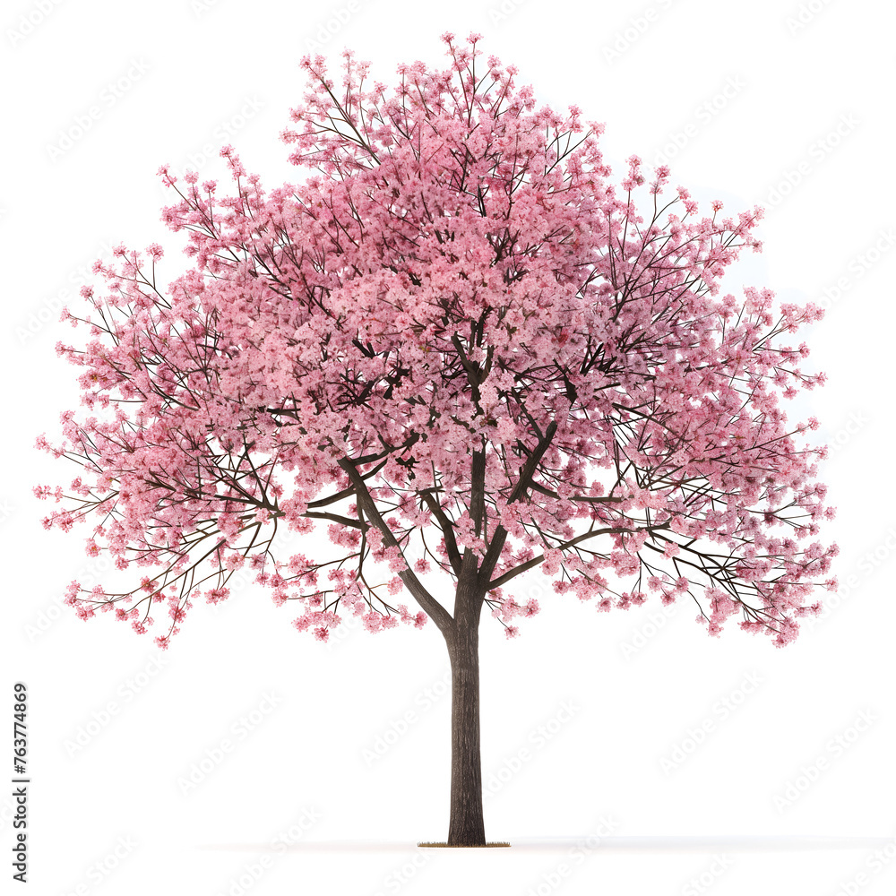 cherry blossom tree on transparent background - obrazy, fototapety, plakaty 