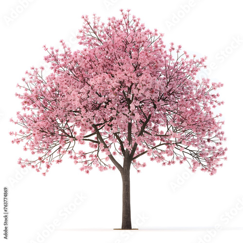 cherry blossom tree on transparent background