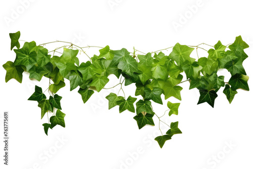 Green Vine With Leaves on a White Background. On a White or Clear Surface PNG Transparent Background.