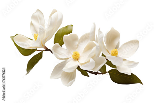 Three White Flowers With Green Leaves on a White Background. On a White or Clear Surface PNG Transparent Background. © Usama
