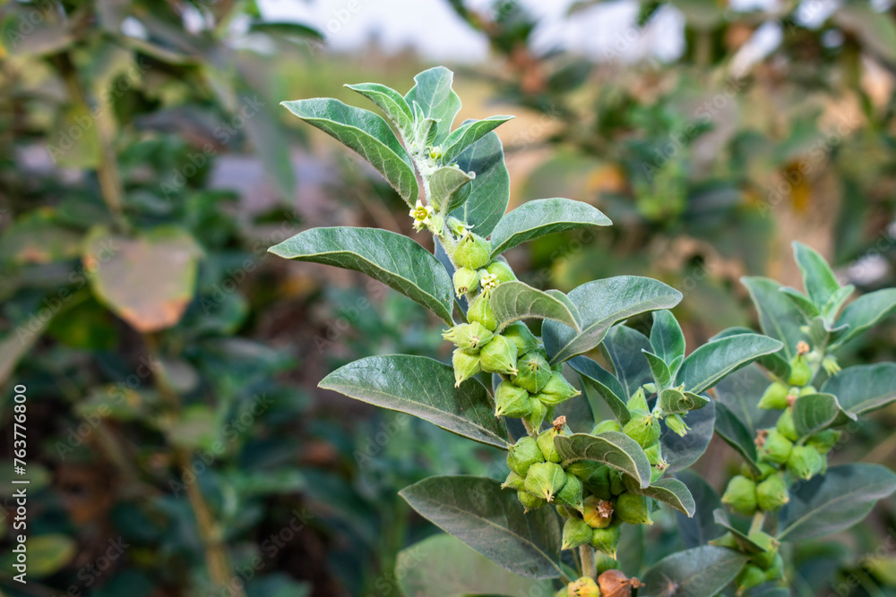 Obraz premium Ashwagandha green plant or withania somnifera plant is ayurvedic medicine plant