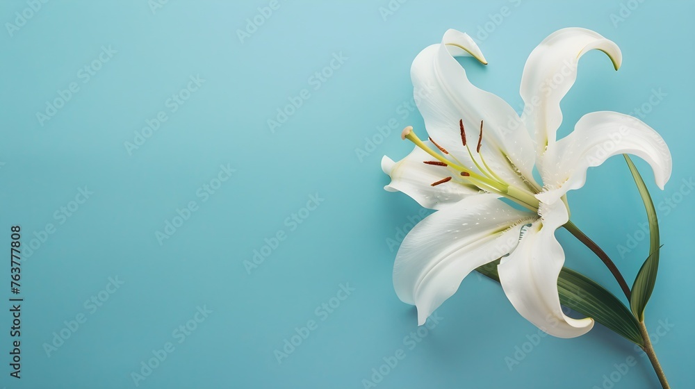 Fototapeta premium White lily flower on matching background with copy space - beauty spa wellness natural cosmetics concept