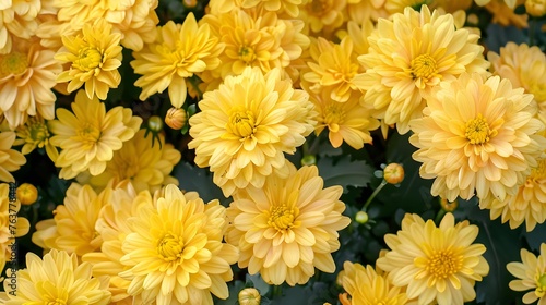 Yellow chrysanthemum flowers