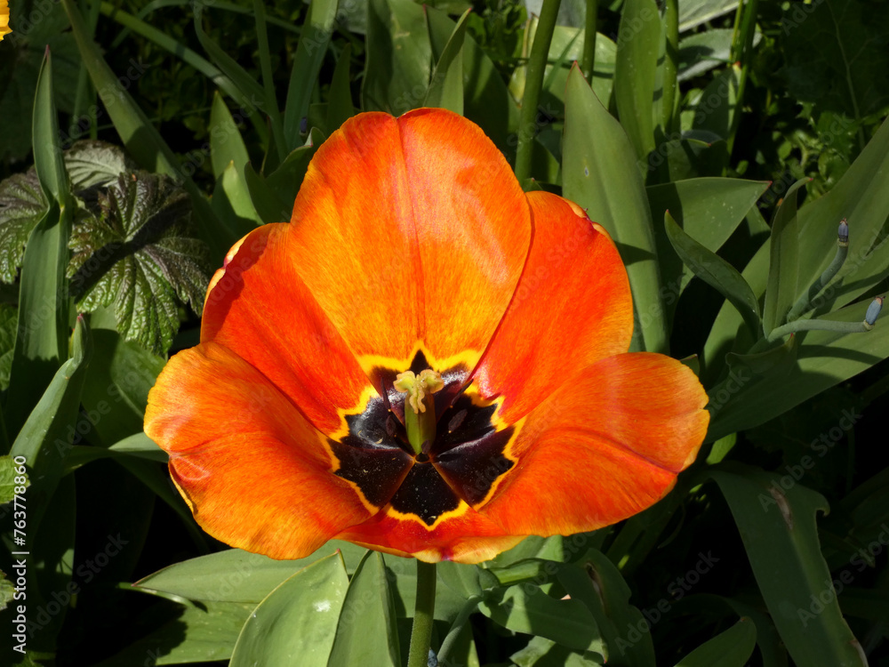 Tulip near the Damgarten marina (Germany) Tulip near the Damgarten marina (Germany)