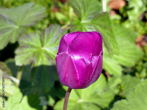 Tulip near the Damgarten marina (Germany) photo