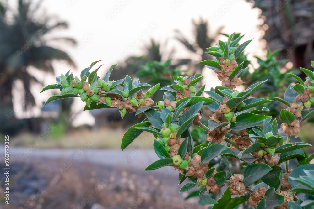 Ashwagandha green plant or withania somnifera plant is ayurvedic medicine plant Ashwagandha green plant or withania somnifera plant is ayurvedic medicine plant
