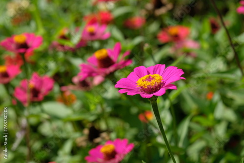 zinnia flower beds in a tropical garden. zinnia flower gardens. 