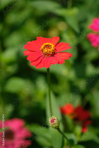 Closeup of Zinnia Flower in the tropical garden. Asteraceae. Plantae. Macro photography. Bokeh. Zinnia elegans